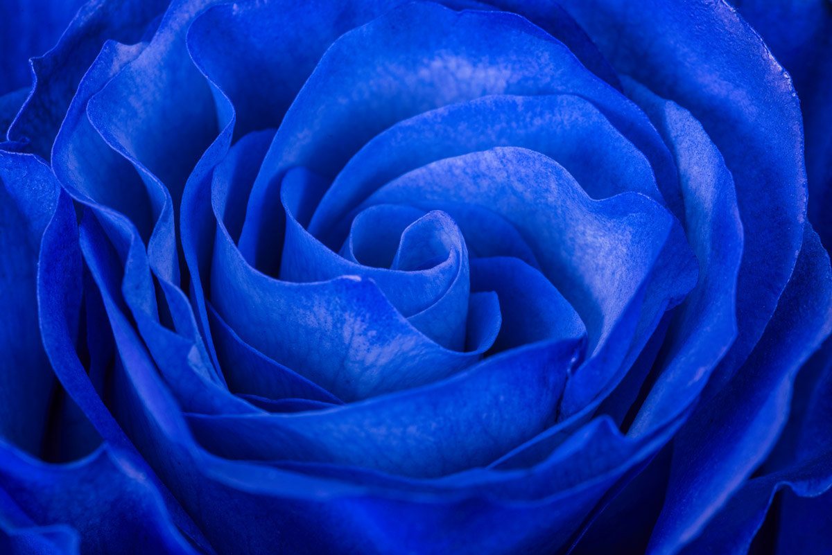 Blueberry detail